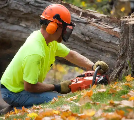 tree services West Sand Lake